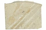 Fossil Non-Biting Midge (Chironomus) - France #254303-1